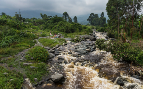 局势混乱，战火纷飞，比特币如何成为刚果国家公园的“救世主”？